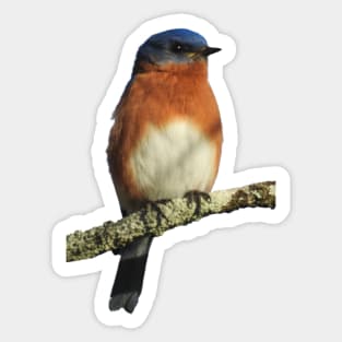 Eastern Bluebird Sticker